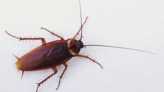 How Boric Acid Kills Cockroaches [upl. by Elmira]