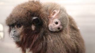 Titi Monkey Callicebus cupreus Colony at the California National Primate Research Center [upl. by Buderus]