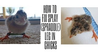 DAY 175  Fixing Splay Leg Spraddle Leg In Our Chicks Guinea Keets [upl. by Camarata706]