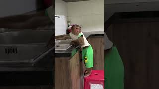 OMG  CUTIS is so smartcutis monkey shortvideo [upl. by Leyameg]