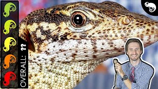 Timor Monitor The Best Pet Lizard [upl. by Eiral674]