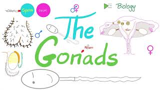 The Gonads Ovaries and Testes  Endocrine System  Biology Lecture Series [upl. by Grimbald]