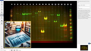 How to Perform Total Protein Normalization for Western Blot Protein Analysis with Phoretix 1D [upl. by Barra]