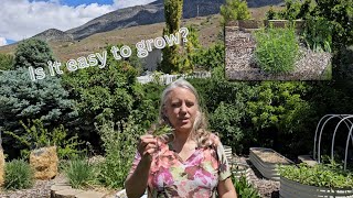 How to Grow the Herb Tarragon [upl. by Ehpotsirhc148]