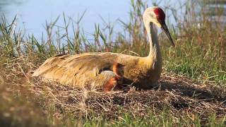 Sandhills Cranes on nest with chicks [upl. by Fiona]