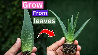 😍From Leaf to Plant Propagating Aloe Vera at Home🌿 [upl. by Pillihpnhoj]