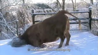 Stiftung für Tierschutz Hof Butenland  Lotti im Schnee [upl. by Gyasi435]