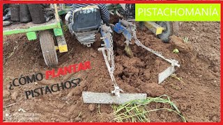 👁‍🗨¿Como Plantar árboles de PISTACHOS en Secano PROYECTO en CAMPO💚 [upl. by Joni]