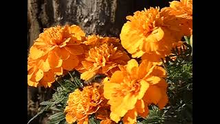 Greytipped Hummingbird Hawkmoth Hovering around Marigold Flowers to Sip Nectar 240fps [upl. by Freddi334]