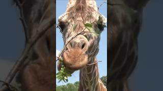 Zoomagination returns to Buffalo Zoo shorts [upl. by Ardnasyl]