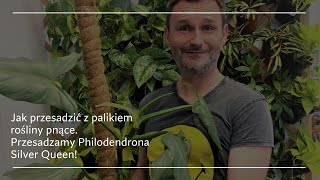 Jak przesadzić z palikiem kokosowym rośliny pnące Przesadzam Philodendrona Silver Queen [upl. by Riana]