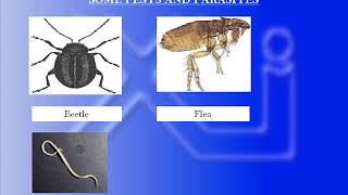 BBIS Science for JHS 2 PESTS AND PARASITES [upl. by Ateiram29]