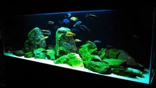 How to Set up an African Cichlid Tank  Step by Step Guide [upl. by Llerrud]