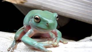 Whites Tree Frog shedding HD [upl. by Aronson80]