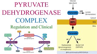 Pyruvate Dehydrogenase Complex and its regulation [upl. by Bondon]