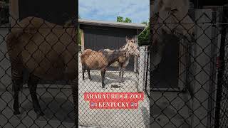 Ararat Rige Zoo [upl. by Kwarteng]