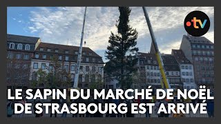 Le sapin du marché de Noël de Strasbourg est arrivé place Kléber [upl. by Aihsenor]