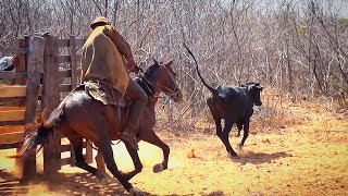 Pega de boi no mato em São João do Piauí [upl. by Pepita]