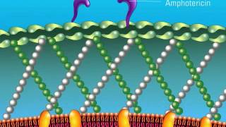 The Role of Amphotericin [upl. by Styles]