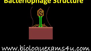 Bacteriophage Structure [upl. by Wadlinger]