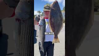 Striped Bass Fishing 101 [upl. by Sivie]