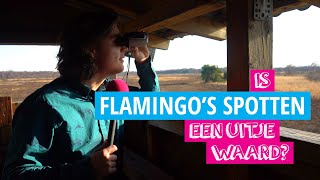 Flamingos Spotten over de Grens  Is Het Een Uitje Waard [upl. by Bradney]