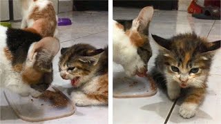 The Rescue Kitten Angry And Hissing At Cat Eating Kittens Food  Cats Meowing [upl. by Sekyere]