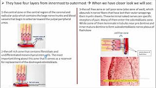 The dental pulp organ part 1 [upl. by Ahsekat757]