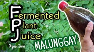 FERMENTED PLANT JUICE With Moringga Malunggay [upl. by Oirogerg]