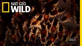 8000 Bee Stings  Nat Geo Wild [upl. by Ruttger]