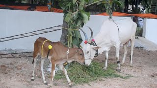 Minister Sriramulu Inaugurates Goshala In Ballari  Bellary Belagayithu [upl. by Krall]