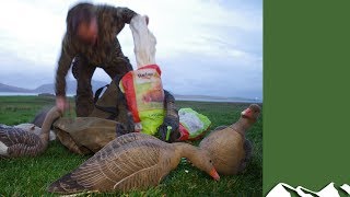 Superb goose shooting in Orkney [upl. by Eimac]