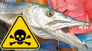 TOXIC Florida Barracuda Catch amp Cook WARNING Possible Food Poisoning [upl. by Connel882]