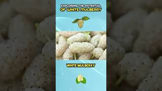 Exploring The Potential Of White Mulberry [upl. by Ladd]