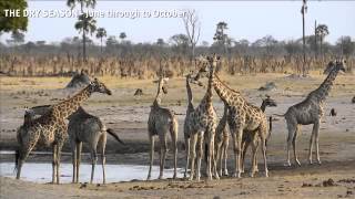 HWANGE  BIG GAME SAFARI OF CONTRASTS [upl. by Fortier]