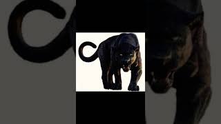 bagheera the jungle book 2016 sound effect 🐆 🔊 [upl. by Lynnett747]