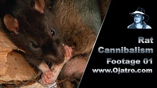 Rat Cannibalism 01 Stock Footage [upl. by Suhploda]