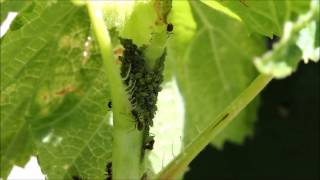 Fourmis  L élevage des pucerons [upl. by Bran]