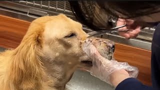 Rescued Dog with a Torn Mouth and a Severe Wound  part 3  ending [upl. by Jacklin]