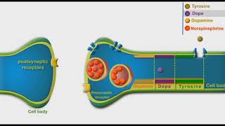 Adrenergic Synthesis And Metabolism animation [upl. by Nolra]