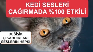 KEDİ ÇAĞIRMA SESLERİ 😸  ÇIKARDIKLARI TÜM SESLER [upl. by Acnayb]