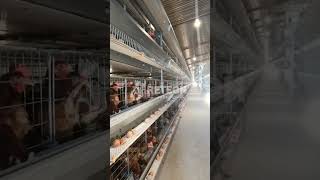 A Look Inside a Commercial Egg Laying Hen Cage  RETECH Farming chickencage poultryequipment [upl. by Yhtomiht809]