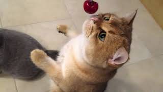 British Golden shorthair cat Floki playing with a cherry [upl. by Derrej]