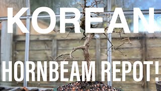 Bonsai Diary EP33  132024 Repotting my Korean Hornbeam [upl. by Cordalia275]