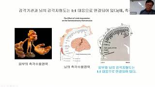 감각수용영역receptive field과 감각지형도感覺地形圖 sensory topographic map [upl. by Notfol270]