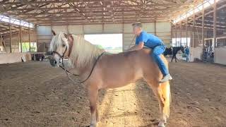 Sunny sells October 19th at The Horsemans Mission Millersburg OH [upl. by Enecnarf]