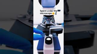 Sperm 🤫 Under microscope 😲🔬 part 2 shorts science microscope [upl. by Ossie441]