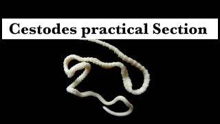 Parasitology practical part 2 Cestodes section [upl. by Aniwde]