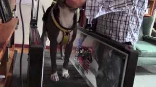 Dog Treadmill Training a ForceFree Introduction [upl. by Nonnarb]