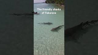 Fakarava  clear waters and friendly sharks Tahiti by Carl [upl. by Derina466]